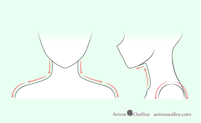 Anatomical shoulder line art print - Codex Anatomicus