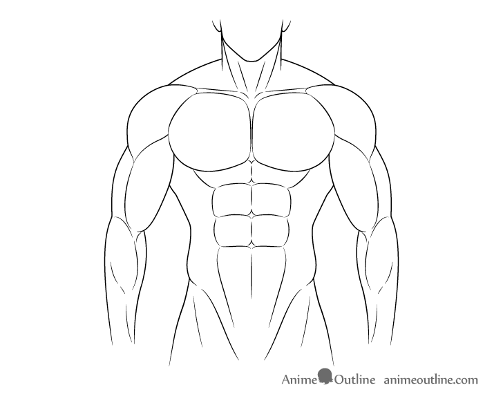 Muscular body arm muscles drawing