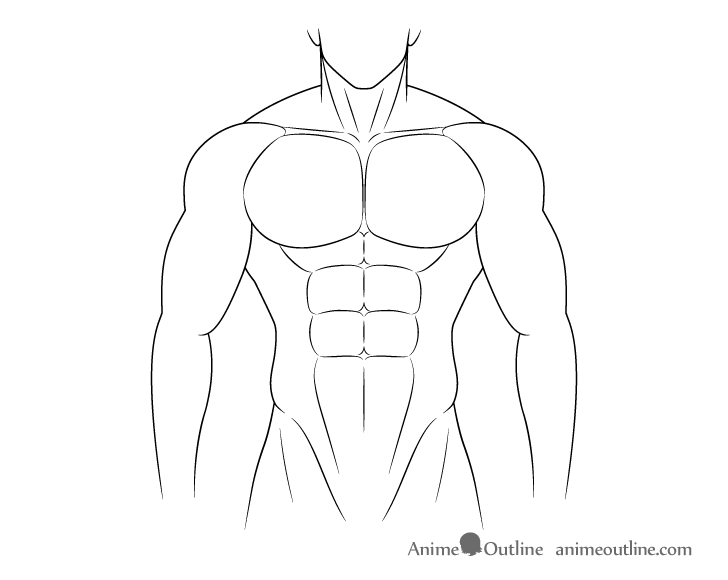 Muscular body stomach muscles drawing